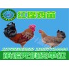 南寧具有口碑的雞苗供應_銅仁雞苗供應