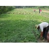 優(yōu)惠的草坪基地——想要草坪基地就來(lái)成都綠籬園藝