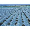 浙江PO膜——買(mǎi)蔬菜大棚膜當(dāng)然是到意利塑料