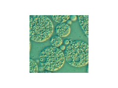 想買優(yōu)質(zhì)低血清細(xì)胞培養(yǎng)基，就來賽