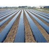 地膜供應(yīng)商-要買優(yōu)惠的農(nóng)用地膜，齊環(huán)塑料是不二選擇
