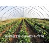 濰坊花卉溫室報價——優(yōu)質(zhì)智能溫室大棚