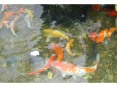 濟(jì)南市庭院景觀魚池水凈化比較好的