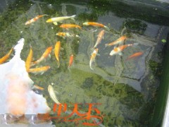 徐州市花園魚池水過濾技術(shù)