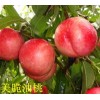 濰坊桃樹苗價(jià)格|壽光油桃苗