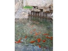 上海市別墅景觀魚(yú)池水凈化技術(shù)