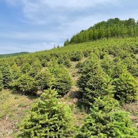 出售:青扦云杉1.5米—2米，30*30定值杯苗，數(shù)據(jù)1萬棵